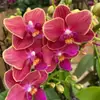 Las plántulas de Phalaenopsis son fáciles de cultivar en todas las estaciones. Plantas Verdes y Flores en Maceta para Balcón de Oficina en Interiores Fáciles de Cultivar