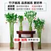 Bambu da Sorte Cultivado na Água, Bambu da Fortuna, Bambu Curvado, Bambu Dragão, Bambu Aquático, Bambu da Prosperidade com Raízes, Plantas Verdes de Interior, Plantas Hidropônicas, Flores
