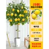 Perfume Árbol de Limón Planta Verde en Maceta Grande para Interior Sala de Estar Absorbe Formaldehído Balcón Fácil de Cultivar Florales y Frutos en Todas las Estaciones