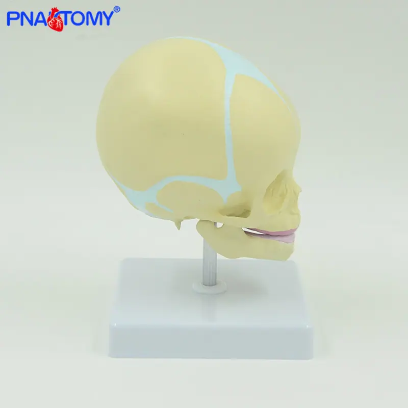 婴儿头骨带底座02