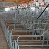 Equipamentos para Suinocultura Baia Individual Baia com Limite de Lotação Baia de Gestação Baia de Posicionamento para Matrizes Criação Inteligente e Eficiente Garantia de 1 Ano