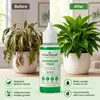 KineShineX Solução Nutritiva para Plantas de Interior em Vasos Fertilizante Concentrado Solúvel em Água para Plantas Verdes, Suculentas, Monstera e Uso Geral