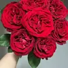 Dropshipping Mudas de Rosa Rhodes, Rosas Floridas, Flores em Vasos, Plantas Trepadeiras, Cipós, Roseiras, Plantas Verdes
