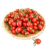 Plántulas de Tomate Cherry Cuatro Estaciones Tomates Grandes Tomates Pequeños Verduras en Maceta Semillas de Tomate Cherry Multitemporada Venta Caliente