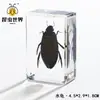 Artesanías de especímenes, insectos reales, escarabajo ciervo, escorpión, escarabajo, araña, regalos de enseñanza de ciencias biológicas, adornos de resina