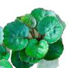 Bolsa de Dinero Fulu Tong Planta en Maceta Dinero Múltiple Planta Verde Escritorio Oficina Adorno Atractor de Fortuna Cuatro Estaciones Absorción de Formaldehído