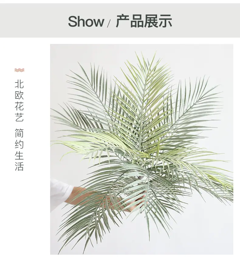 灰绿把束蕨_05.jpg