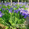 180 Variedades de Sementes de Flores Não Repetitivas, Fáceis de Cultivar em Todas as Estações, Podem Afastar Mosquitos, Adequadas para Varandas Internas e Externas, Distribuição Transfronteiriça