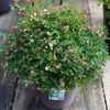 Mudas de Rosa, Trepadeiras, Mudas Pequenas, Frutíferas, Rosas Floridas para Varanda, Plantas em Vasos para Interior, Fácil de Cuidar em Todas as Estações, Flores, Rosas, Plantas Verdes