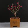 Ciruelo en Maceta Interior Perfumado Ciruelo de Invierno Bonsái Ciruelo Rojo Pila Vieja Balcón Patio Plantas Resistentes al Frío Fáciles de Cultivar