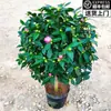 Brote de Camelia Florece en Todas las Estaciones, Plantas de Camelia en Maceta Extra Grandes y Fragantes para Sala de Estar Interior y Balcón, con Aroma Fuerte y Capullos de Flor