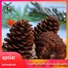 Decoração de árvore de Natal de pinha americana a granel Pinha americana DIY material de tiro adereços decorações de abeto fruta