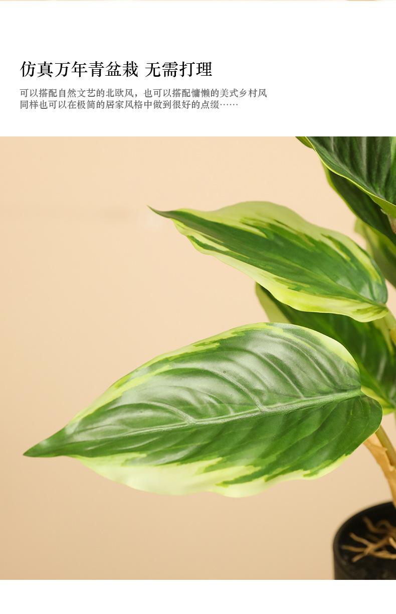 万年青盆栽_02.jpg