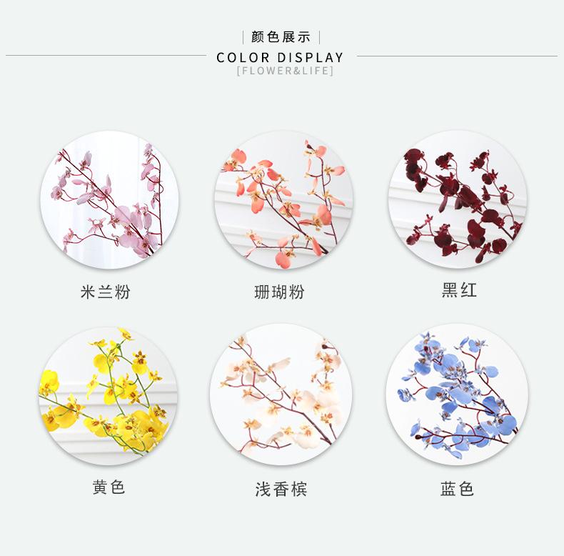跳舞兰集合详情-兰韵_06