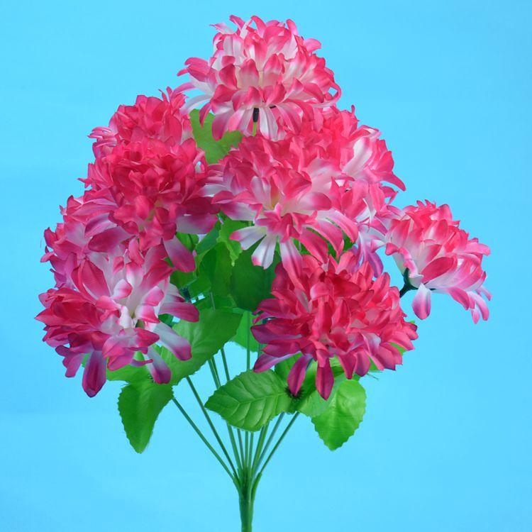 12头爪菊10.jpg
