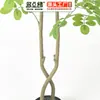 Decoração de Planta Artificial Verde, Planta em Vaso de Olmo Artificial, Grande Enfeite de Chão, Bonsai de Árvore Artificial para Hotéis e Shoppings