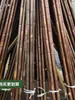 Varas de Bambu Carbonizado para Decoração, Varas de Bambu Anticorrosivas para Reforma, Painéis de Bambu para Teto, Decoração de Bambu, Bambu Grosso e Fino, Bambu Moso, Bambu Nanzhu, Cercas Divisórias