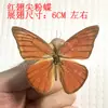 Venta Directa al Por Mayor de Fábrica de Especímenes Reales de Mariposas con Alas Extendidas, Diversos Insectos y Escarabajos, Accesorios para Fotos, Educación Científica, Especímenes Naturales