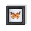 Marco de Fotos de Espécimen de Mariposa Pintura Decorativa de Madera Adorno Retro Europeo Soporte de Exhibición Muebles DIY Regalo de Cumpleaños Regalo
