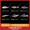 Peixe Ornamental Limpador Musgo Dourado Vivo Tanque de Peixes Ferramenta de Limpeza Peixe Rato de Água Doce Pequeno Tropical Animal de Estimação
