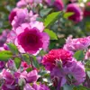 Dropshipping Mil e Uma Noites Mudas de Rosa Flores de Rosa em Vasos Plantas Trepadeiras Cipós Mudas de Rosa Plantas Verdes