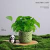Árvore da Fortuna Plantada em Vaso Desktop Planta Criativa Enfeites Florais de Escritório e Plantas Verdes Coco Rico Funcho Pequeno Bonsai