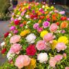Semillas de Flores, Margaritas Pequeñas, Plantas de Flor de Piretro, Macetas de Interior, Semillas de Girasol, Semillas de Floración de Cuatro Estaciones