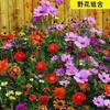 Semillas de Flores Semillas de Flores Todo el Año Semillas al por Mayor Gypsophila Girasol Cosmos Margarita Zinnia Girasol