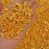 Lingote de Aleación de Arena Sólida Lingote Imitación Oro Aleación Sapo Dorado Relleno de Barra de Oro Tienda Accesorios de Decoración para Sala de Estar