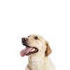Comida para Perro 50kg Bolsas Grandes Universal Empaque Grande Paquetes de 20kg para Perros Callejeros, Perros Callejeros, Huskies, Cachorros Adultos Mayoreo
