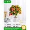 Pequeños Brotes de Lima Naranja Verde de Hainan Brotes de Limón Kumquat en Maceta Sala de Estar Interior Balcón Árbol Frutal Brotes de Fruta Todo el Año
