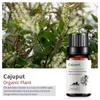 Exportación Transfronteriza Aceite Esencial Individual Fragancia Aromaterapia Masaje Aceite Esencial Sándalo Difusor Mayoreo Muestra de 10 ml
