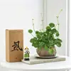 Hierba de Dinero Cultivo Hidropónico en Tierra Planta Viva Purificadora de Aire Interior Oficina Escritorio Maceta Flor Perenne Todo el Año