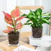 Plantas hidropónicas, Reina Ruyi, plantas en maceta, potos, plantas de interior, gardenia, palma roja, rojo auspicioso, flores verde jade