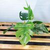 Planta Verde Simulada en Maceta Adornos de Oficina Decoración Fuente de Venta Más Vendida de Amazon Transfronteriza Escritorio Alta Simulación