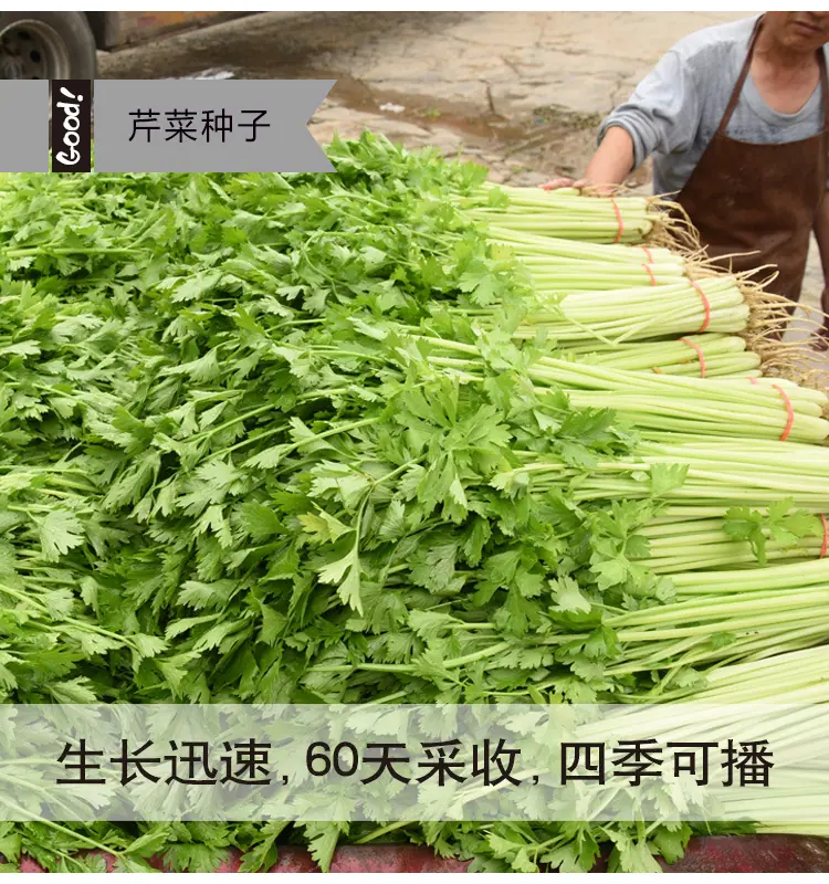 小香芹03-2