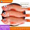 Garoupa vermelha fresca congelada, genciana pescada no mar, peixe inteiro congelado rico, peixe fresco da longevidade
