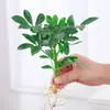 Las plantas hidropónicas traen riqueza de todas partes, plantas hidropónicas de madera de pata de pato, flores en maceta, plantas verdes de oficina, purificación de interiores para la sala de estar