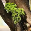 Galhos de Pinheiro Simulação Agulhas de Pinheiro Podocarpus Falso Galhos Bonitos de Pinheiro Cipreste Agulhas de Pinheiro Pinheiro Negro Galhos de Cipreste de Rocha Boas-vindas aos Hóspedes Lei De