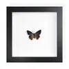 Mariposa Real, Especie Preciosa de Verano, Mariposa Rara, Mariposa Pequeña de Cinta Verde, Adorno de Escritorio, Espécimen de Regalo, Pintura Decorativa, Espécimen de Mariposa