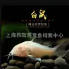 Peixe Rato Peixe Rato Vivo Panda Rato Rato Triplo Rato Musgo Dourado Rato Jasmim Rato Pérola Peixe Rato Peixe Limpo Peixe Ornamental Tropical
