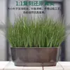 Dropshipping Transfronterizo de Hierba Cebolla Encriptada, Césped Artificial, Hierba Pequeña de Tallo Único, Paisajismo con Plantas Verdes, Césped Artificial, Hierba de Junco, Plantas Artificiales