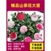 Camelia Xiangfei en maceta con brotes, flor roja de cinco colores, fácil de cultivar en interiores, florece en cualquier estación.
