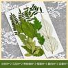 Flores Secas Transfronteiriças Estampagem Atacado Jardim de Infância Feito à Mão Adesivos de Folhas Reais DIY Foto Decoração de Rosto Espécimes de Plantas