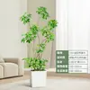 Forma Pie de Pato Madera Sala de Estar Maceta Grande Planta Verde Interior Sala de Estar Grande de Pie Flor Real Pila Vieja Pie de Pato Madera