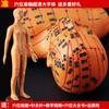 Modelo de cuerpo humano de hombre y mujer con meridianos súper claros de 50 cm, modelo de meridiano de cuerpo humano, modelo de punto de acupuntura de bronce de medicina china