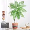 Jacaranda en Maceta Planta Verde de Interior para Oficina Estilo Japonés Sala de Estar Mueble de TV Planta de Piso Fácil de Mantener en Todas las Estaciones