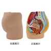 Modelo de Pelvis Femenina Artificial para Enseñanza Especimen del Sistema Genitourinario Femenino Corte Sagital Anatomía Humana Medicina