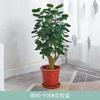 Bolsillo de Dinero Planta Antigua Pila Fulu Magnolia Hoja Redonda Bolsillo de Dinero Maceta Grande Interior Oficina Planta Verde Perenne Todo el Año