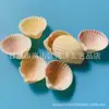 Artesanías de Caracolas Naturales Vendidas por Libra para Acuarios, Fotografía, Educación de Estudiantes y Niños, Minería y Uso Marino